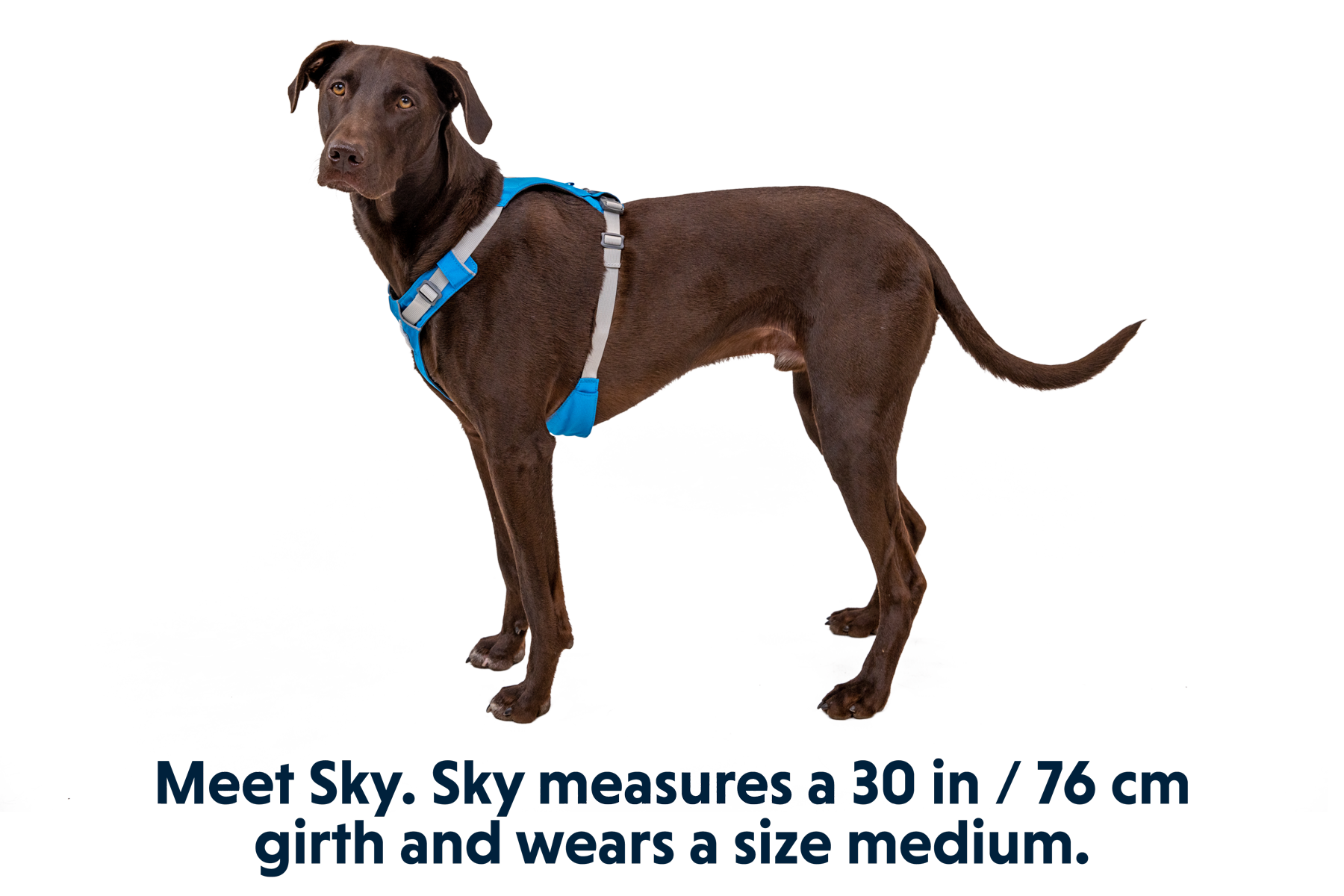 Hi and Light Harness in Blue Dusk (407)