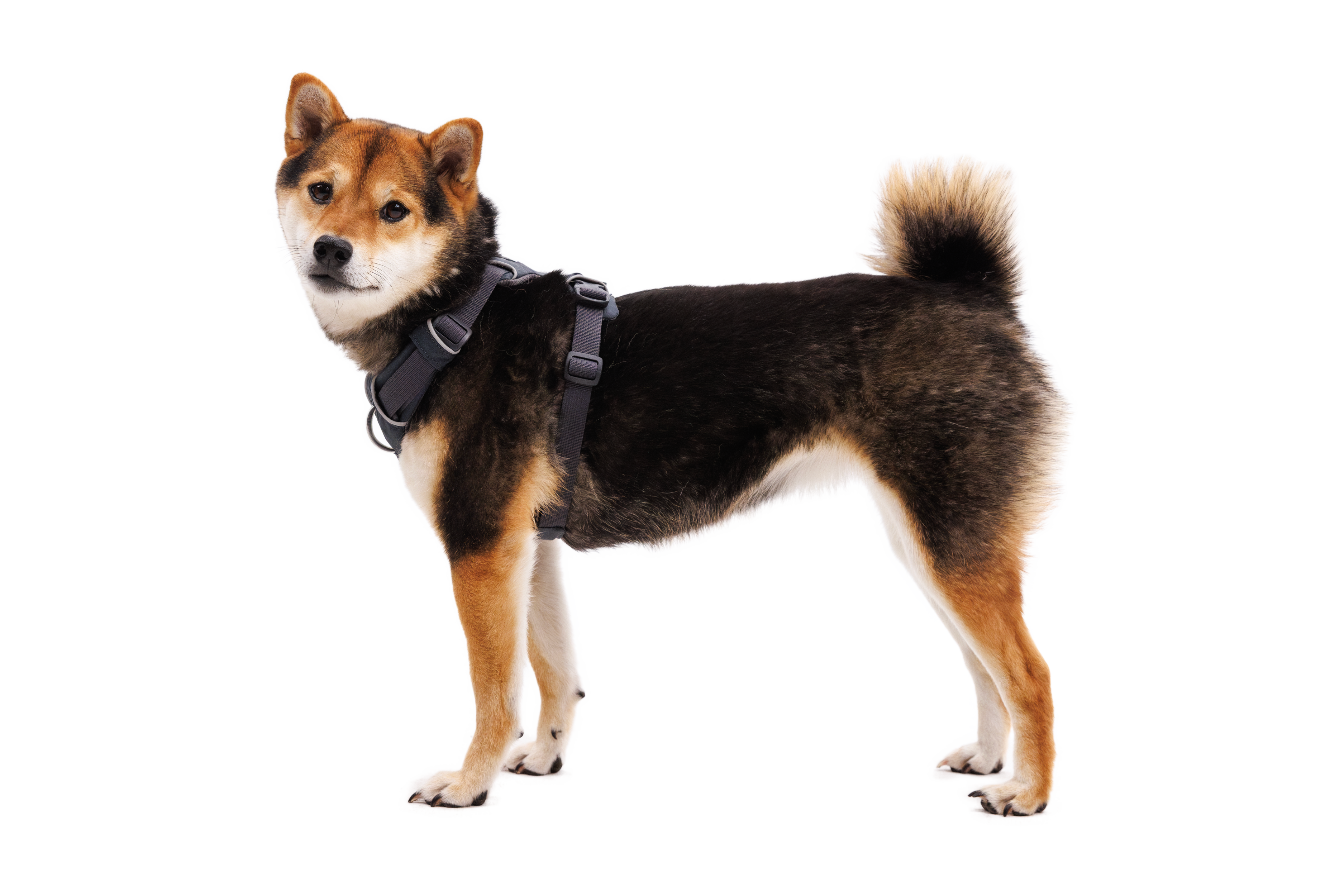 Dog in Front Range Harness in Basalt Gray (042)